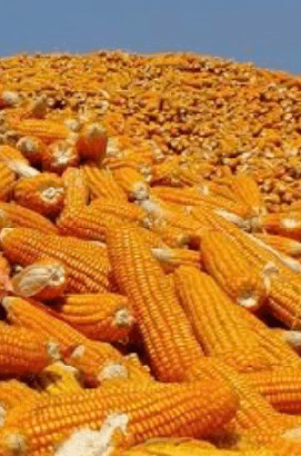 Kernel Corn